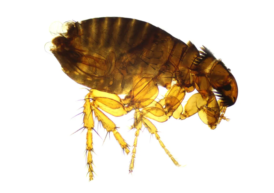 Nahaufnahme eines Katzenflohs auf hellem Untergrund