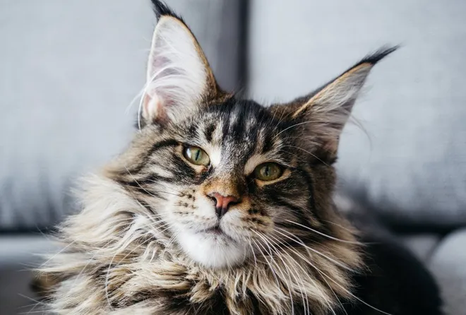 Nahaufnahme eines majestätischen Maine Coon Gesichts mit langem, flauschigem Fell und ausdrucksvollen Augen, die die Sanftheit dieser süßen Rasse unterstreichen.