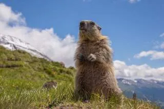 Nahaufnahme eines Murmeltiers