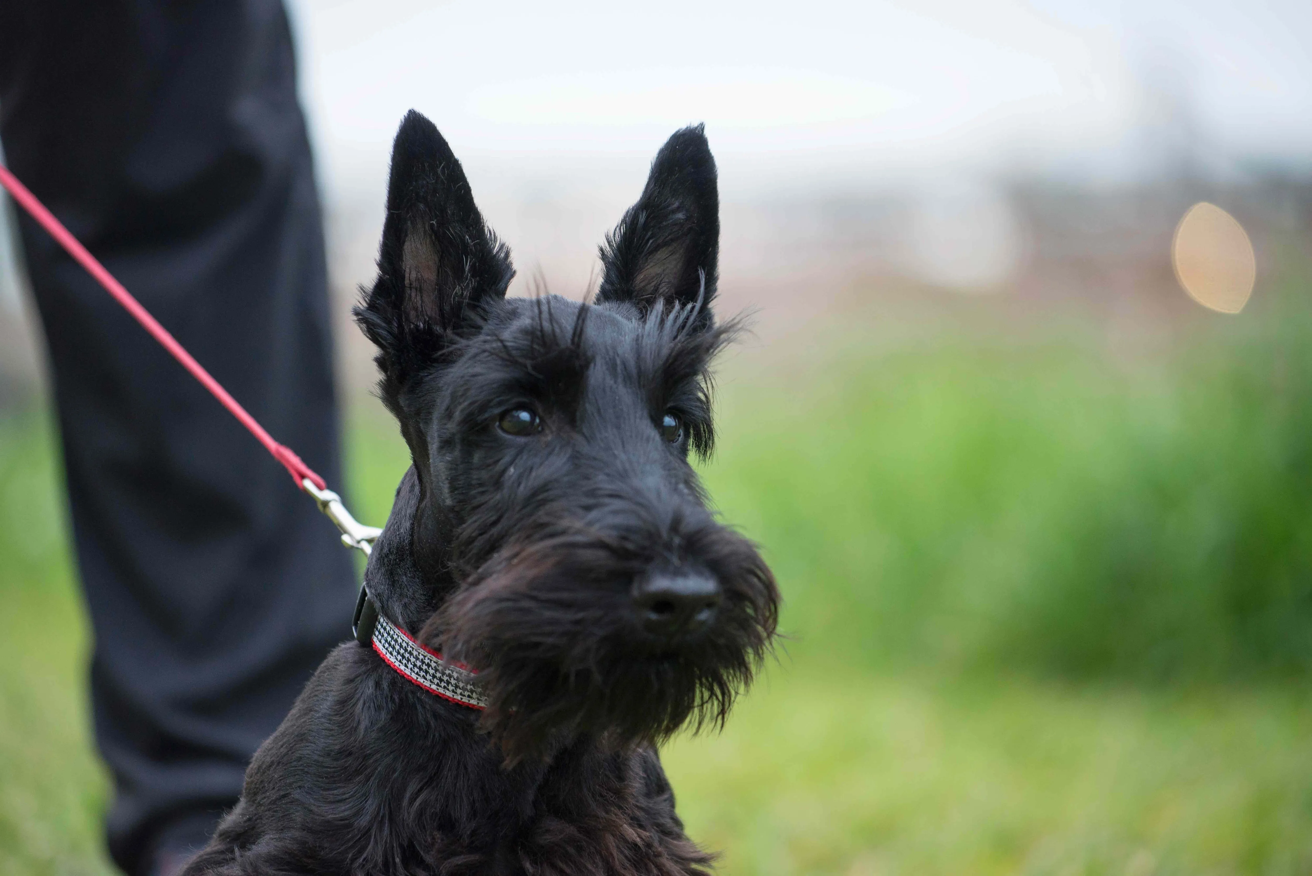 Nahaufnahme eines schwarzen Scottish Terriers mit seinem charakteristischen bärtigen Gesicht und aufmerksamen Blick.