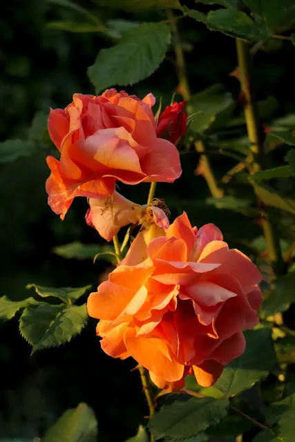 Nahaufnahme eines vergilbten Fotoalbums mit alten Fotos