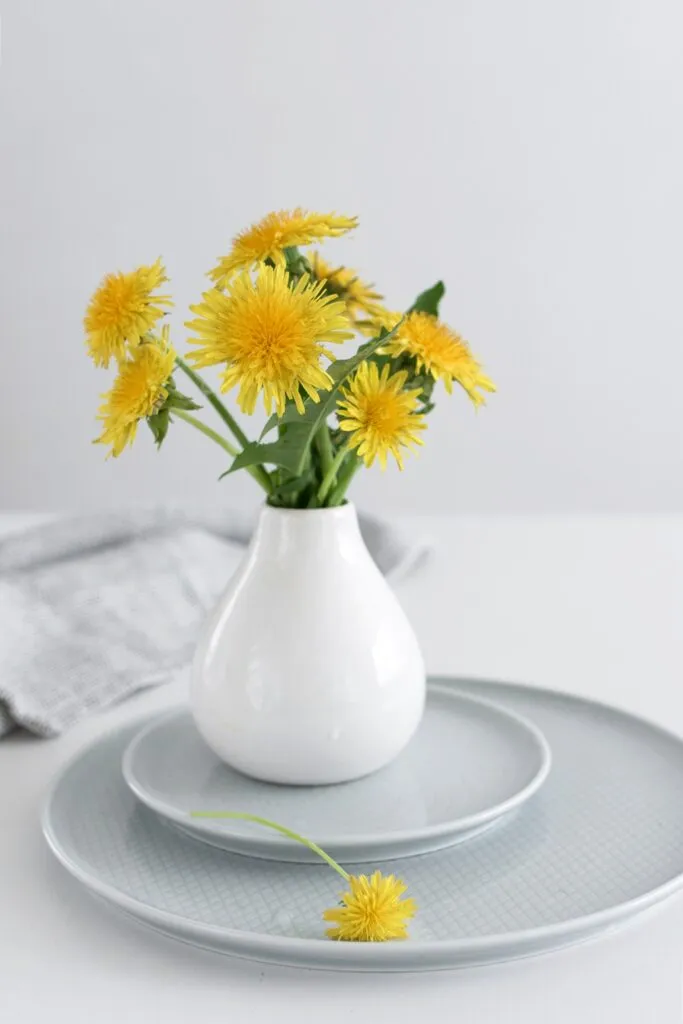 Nahaufnahme leuchtend gelber Löwenzahnblüten für Sirupzubereitung