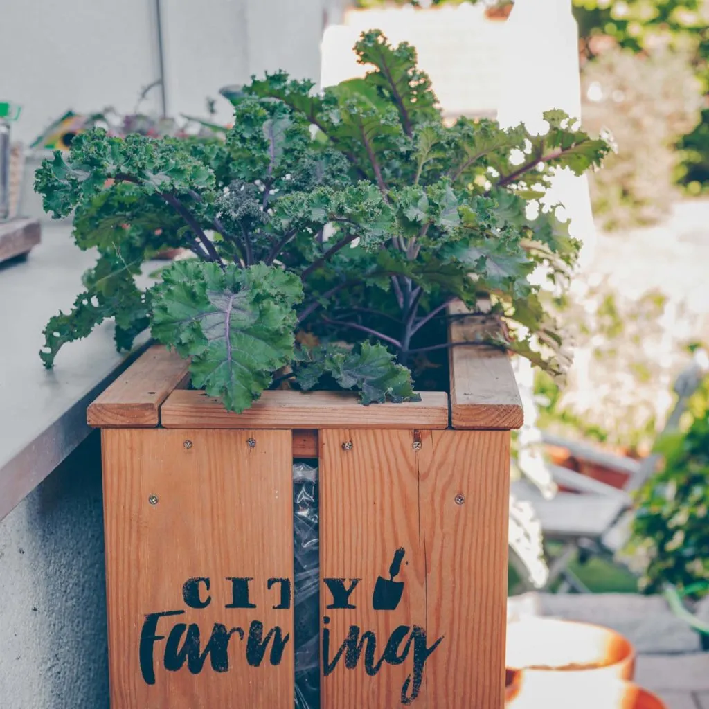 Nahaufnahme von frisch geernteten Johannisbeeren im Schrebergarten