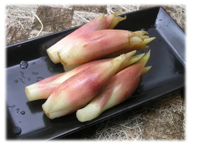 Nahaufnahme von frischem Myoga-Ingwer