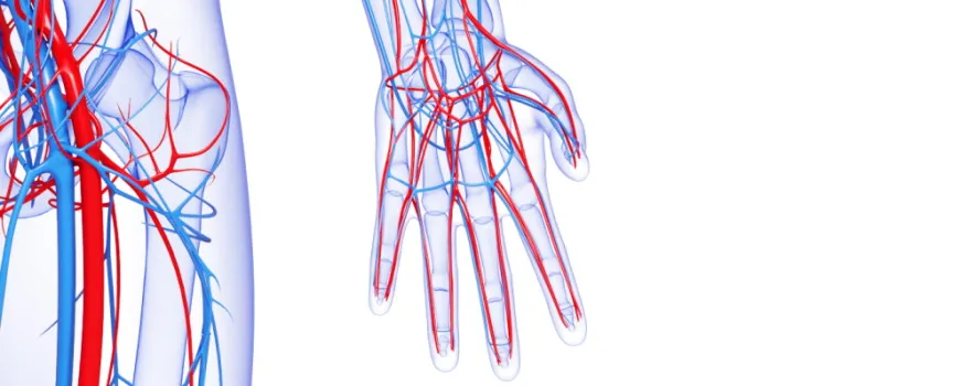 Nahaufnahme von Handadern und -venen, die auf Durchblutungsstörungen in den Händen hinweisen