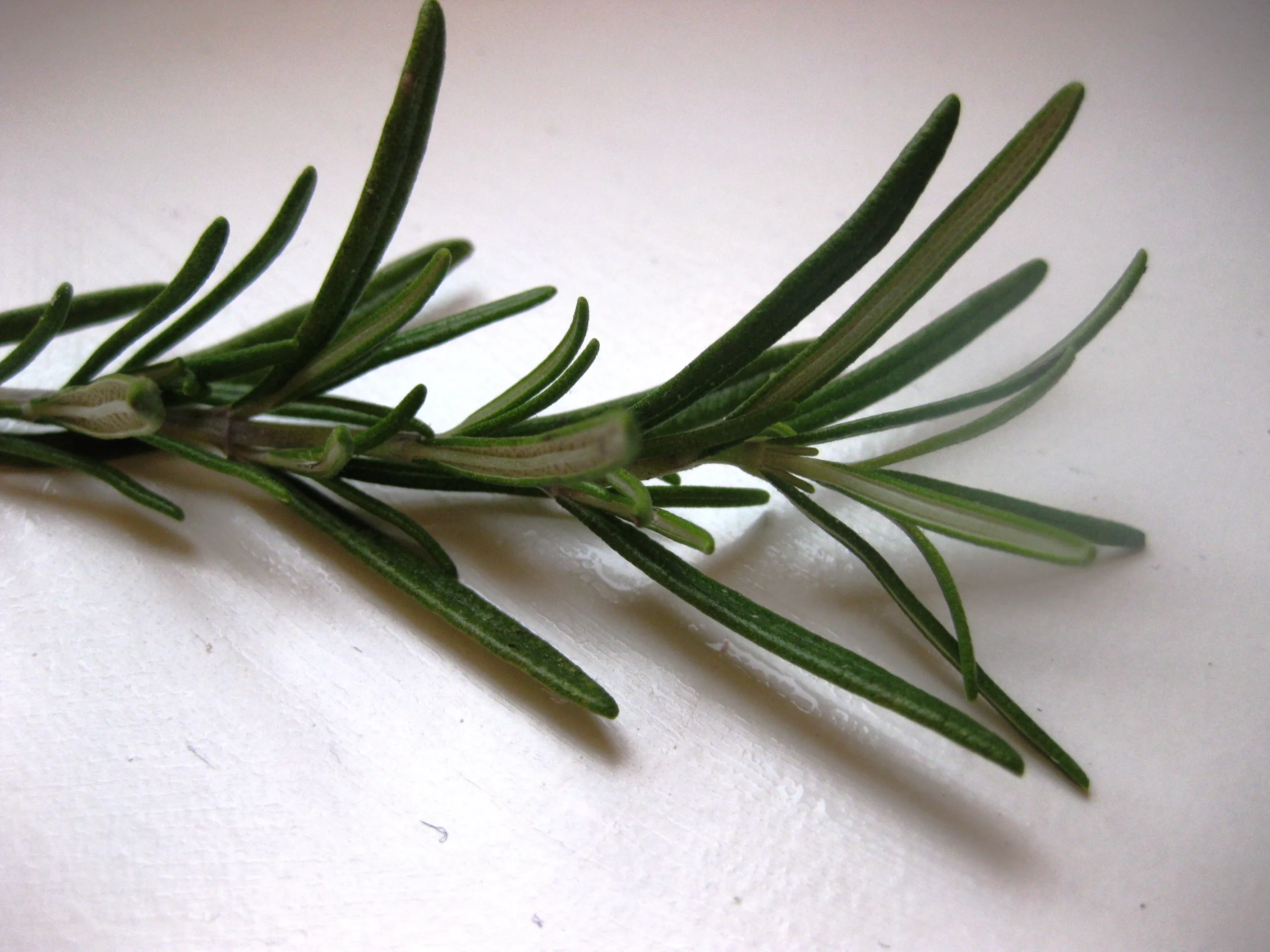 Nahaufnahme von Hirschfleischwürfeln, Zwiebelspalten, Schalottenvierteln und verschiedenen Gewürzen wie Wacholderbeeren und Pfefferkörnern.