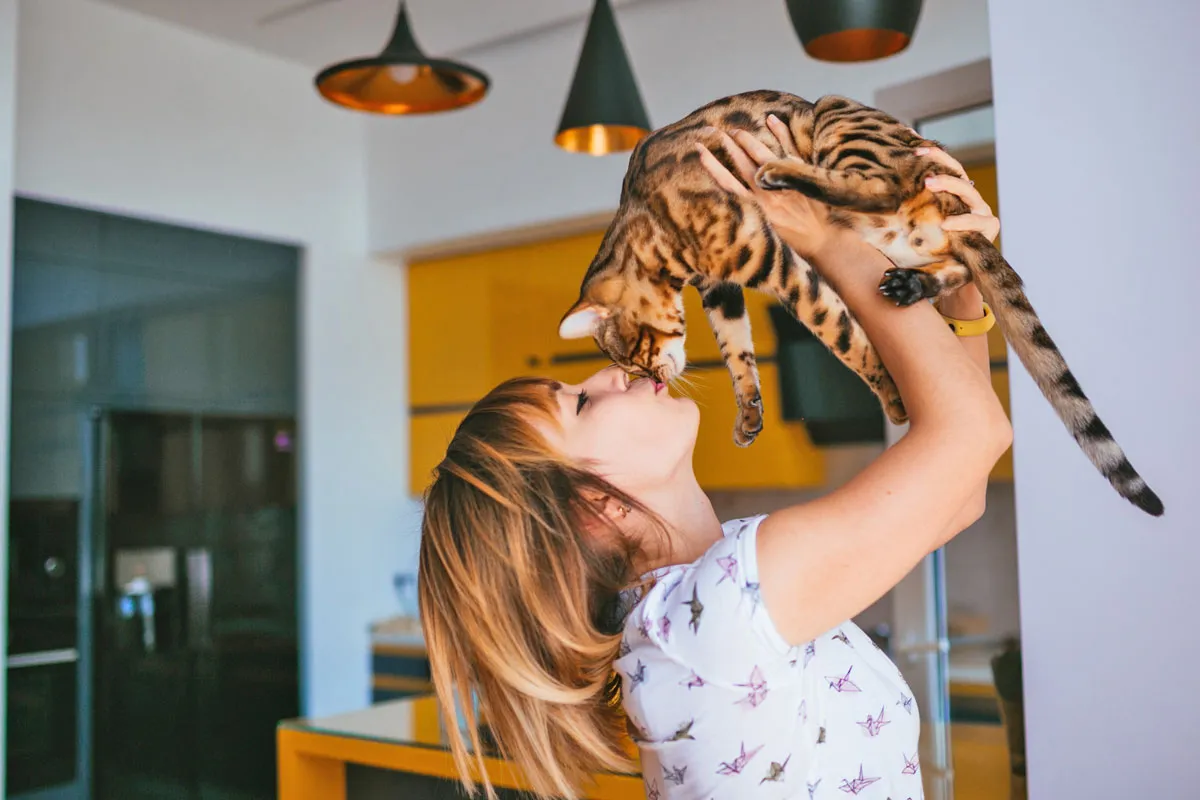 Neugierige Bengalkatze mit wachem Blick, bereit für Interaktion und Spiel mit ihrem Halter