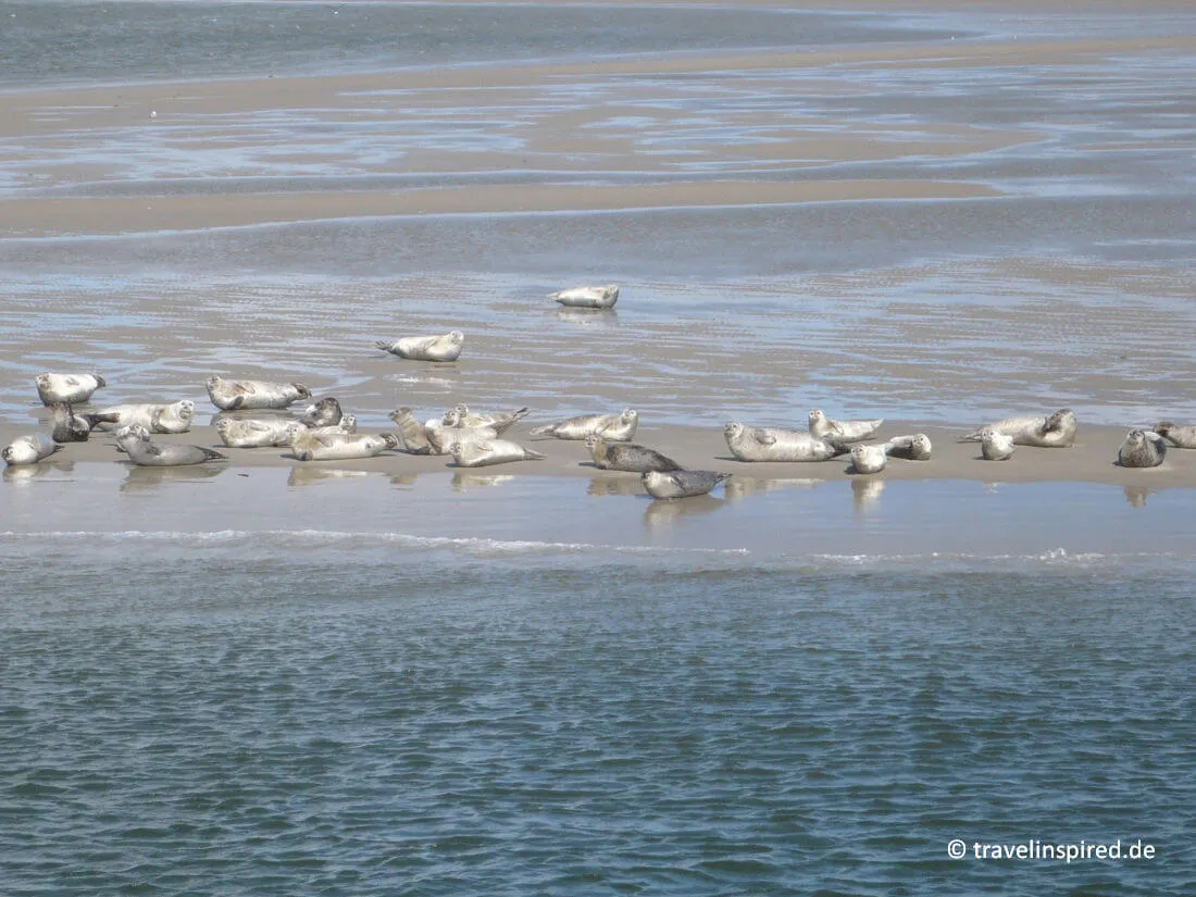 Neugierige Seehunde ruhen sich im Nationalpark Schleswig-Holsteinisches Wattenmeer aus, ein unvergessliches Naturerlebnis in Norddeutschland.