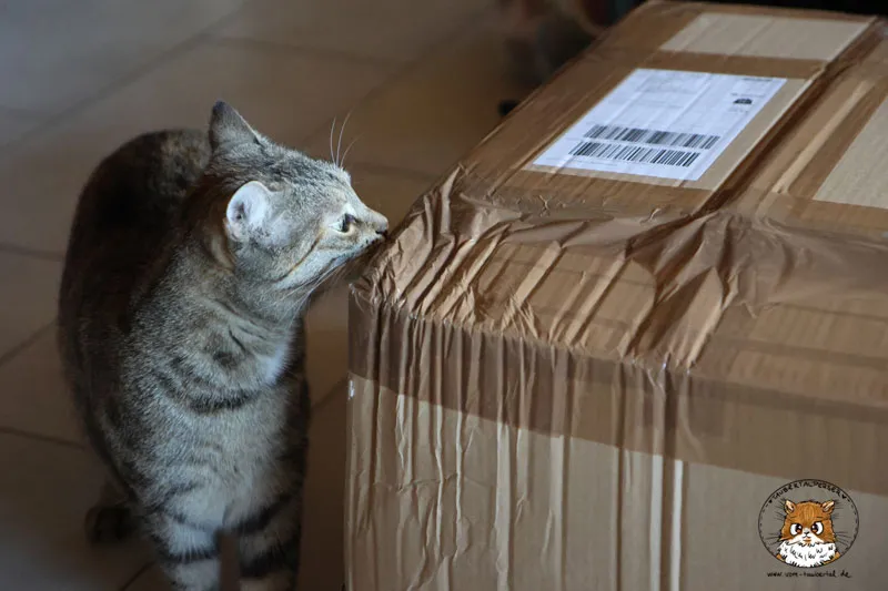Neugierige Tigerkatze beim Auspacken der Kirstins Kratzbäume Pakete