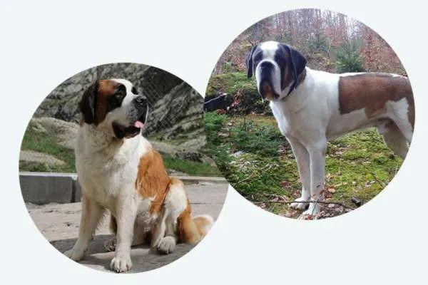 Neun Bernhardiner Welpen dicht beieinander