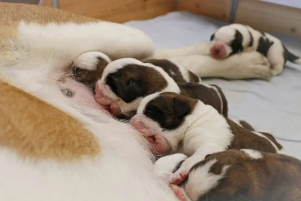 Neun Bernhardiner Welpen dicht gedrängt in einem Körbchen, einer leckt einen anderen