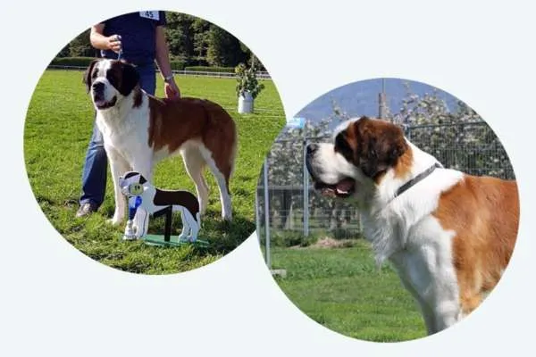 Neun Bernhardiner Welpen in einer Gruppe