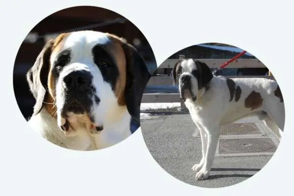 Neun Bernhardiner Welpen kuscheln auf einer Decke