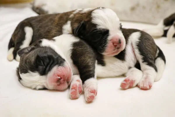Neun Bernhardiner Welpen unterschiedlicher Felllänge spielen und kuscheln zusammen