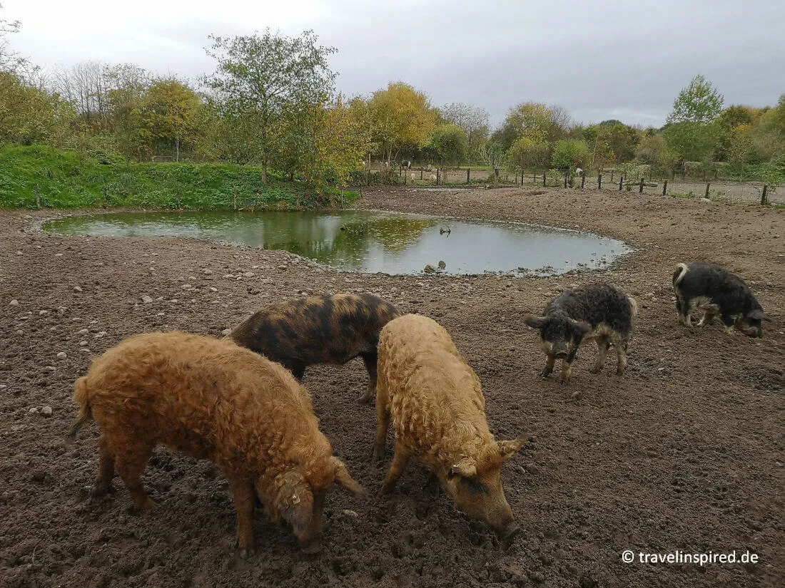 Niedliche Ungarische Wollschweine im Tierpark Arche Warder, ein einzigartiges Ziel für Tierliebhaber, die seltene Rassen entdecken möchten.