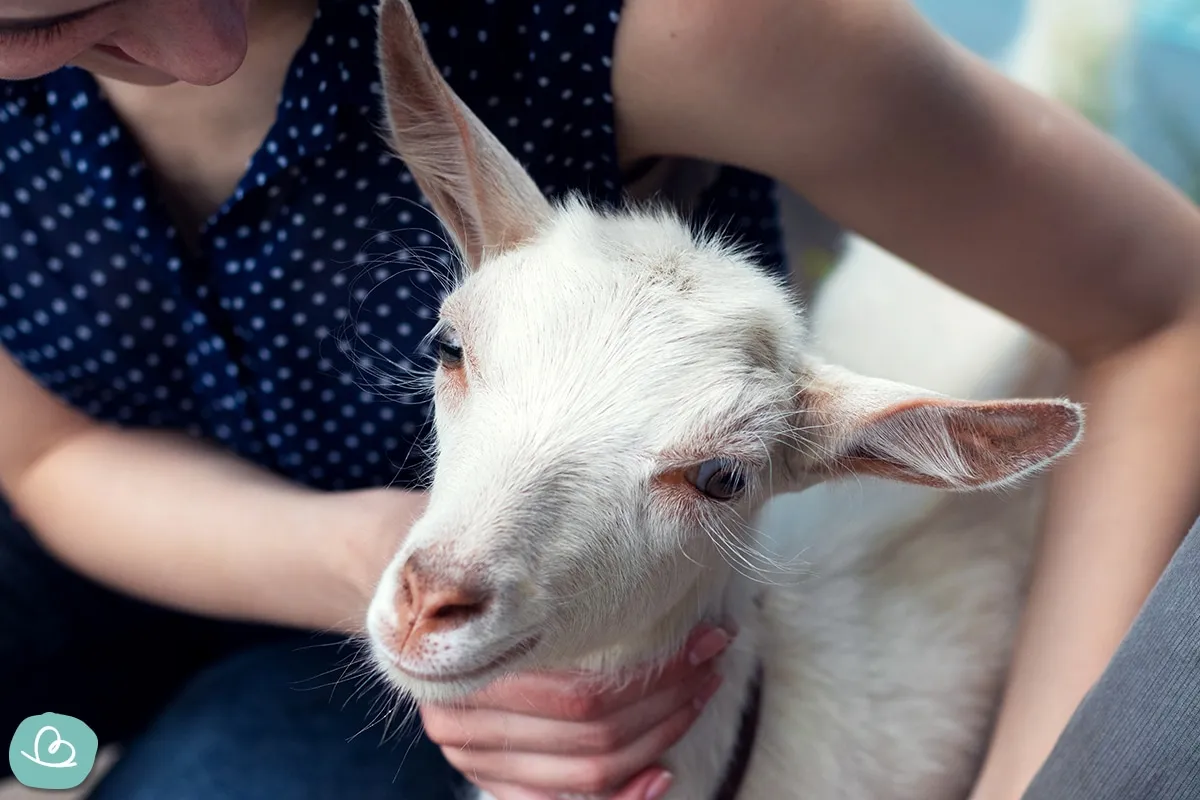 Niedliche Zwergziege mit weißem Fell im Grünen