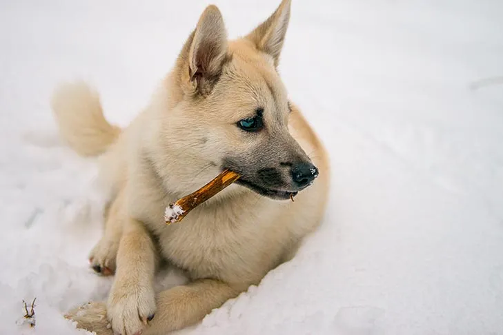 Norwegischer Buhund Welpe kaut an einem Stock im Schnee.