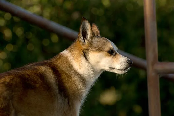 Norwegischer Lundehund Kopfporträt im Freien.