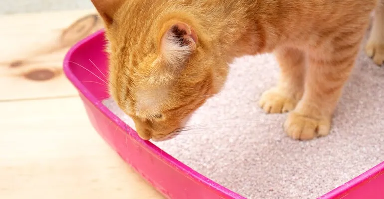Optimales Katzenklo für zwei Katzen in einem Haushalt