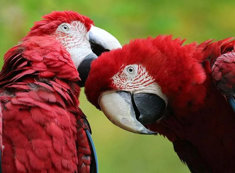 Papageien auf einem Ast in einer Voliere