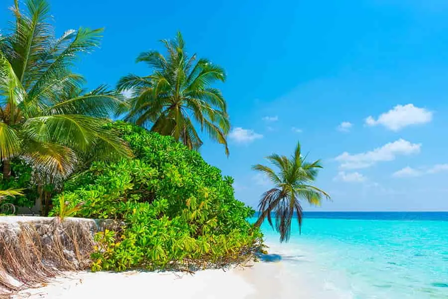Paradiesischer Sandstrand mit Palmen und türkisblauem Meer, ideal für einen günstigen Sommerurlaub