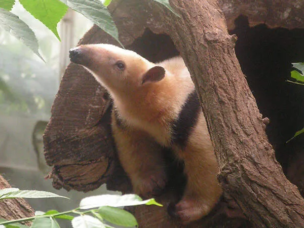 Paraguay-Tamandua im Zoo Krefeld, zeigt seine lange Schnauze und Krallen