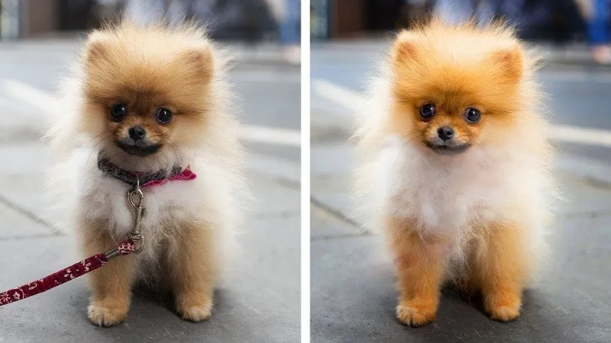 Perfekte Tierporträts mit Photoshop Elements 22