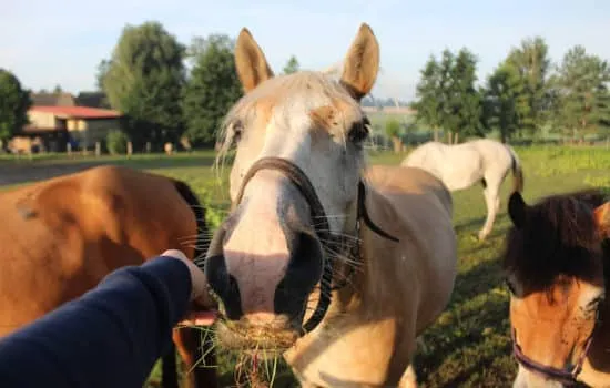 Pferd frisst Gras aus der Hand einer Person auf einem Bauernhof