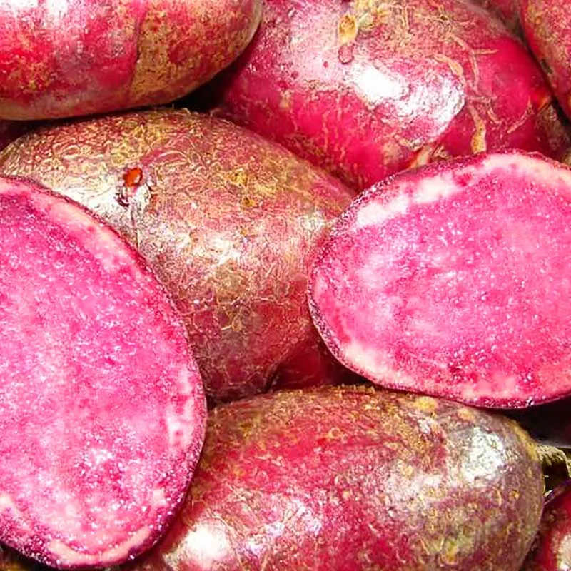 Pflanzkartoffeln Highland Burgundy Red