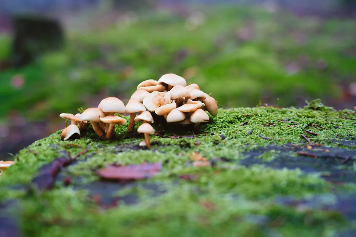 Pilze und Moos am Waldboden im Bayerischen Wald