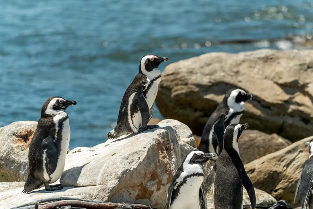 Pinguinkolonie im Stony Point Nature Reserve in Betty’s Bay, ein bezauberndes Erlebnis bei den Garden Route Reisetipps