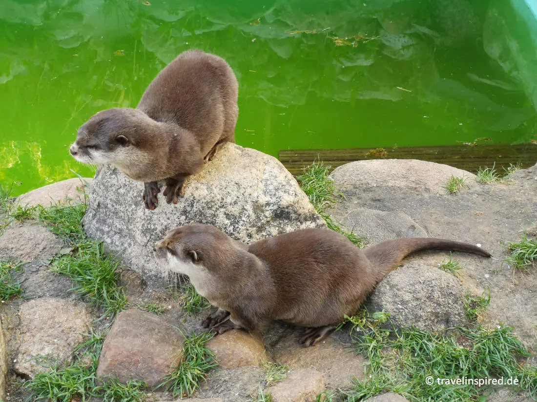 Quirlige Otter im Wildpark Schwarze Berge, ein Highlight für Norddeutschland Unternehmungen mit Kindern
