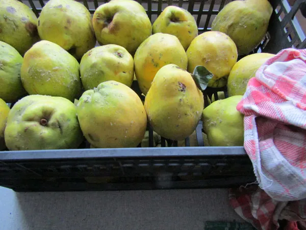 Quitten sorgfältig abreiben vor der Verarbeitung zu Quittensaft