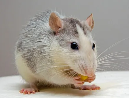 Ratte