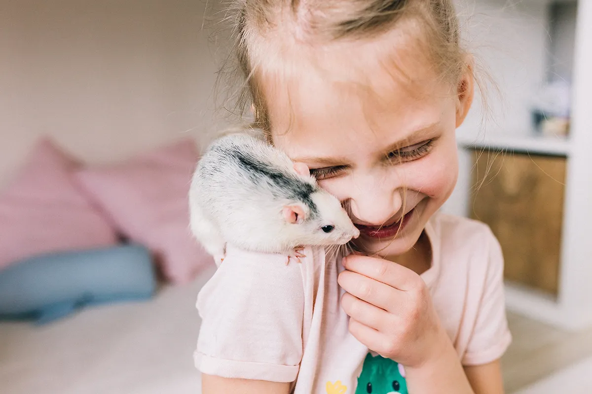 Ratten auf dem Arm eines Kindes, liebevolle aber pflegeintensivere Haustiere