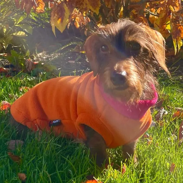 Rauhaardackel Coco posiert in ihrem warmen Polartec Hundepullover für Instagram