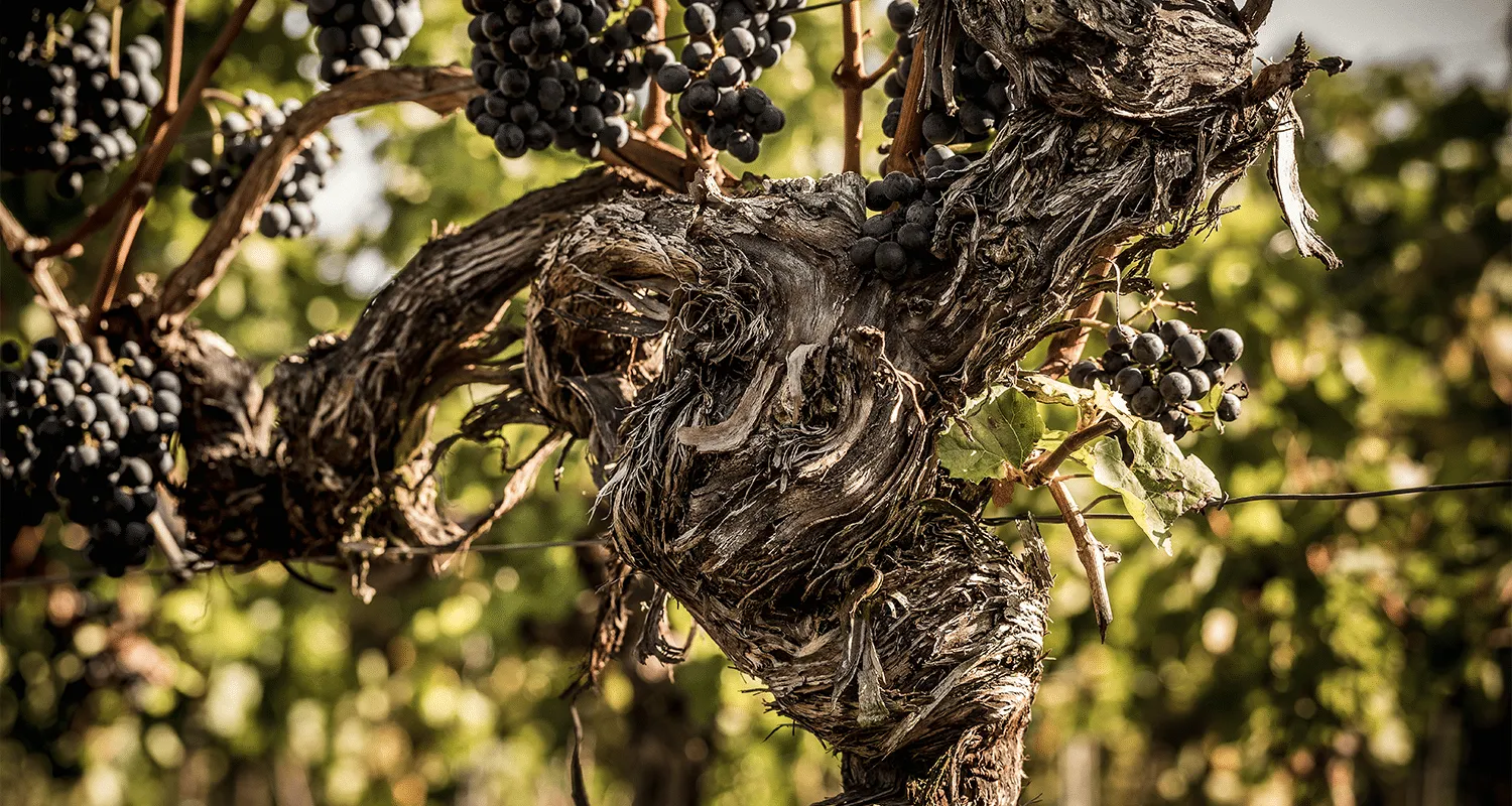 Reben von Markus Schneider in der Pfalz