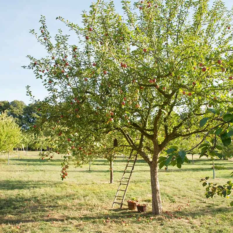 Reife Bio-Äpfel an einem Baum auf einer deutschen Streuobstwiese