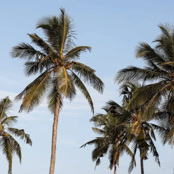 Reisterrassen in Indonesien
