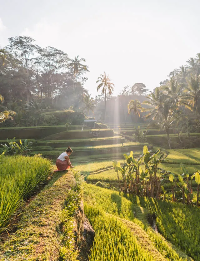 Reisterrassen von Tegallalang in Ubud, Bali