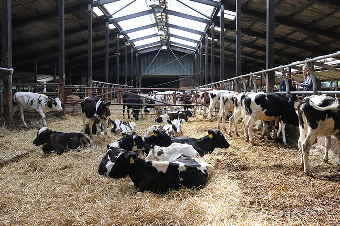 Rinderhaltung auf einer Weide - Foto: NABU/Iris Barthel