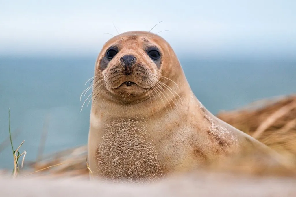 Robbe auf Helgoland, Reiseziele Norddeutschland