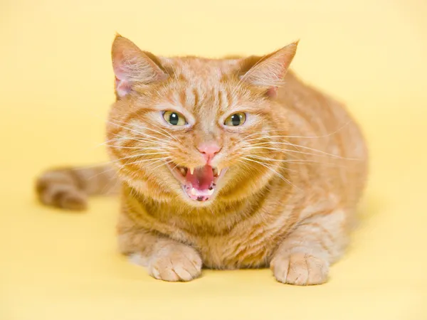 Rote Katze mit aggressiver Körperhaltung