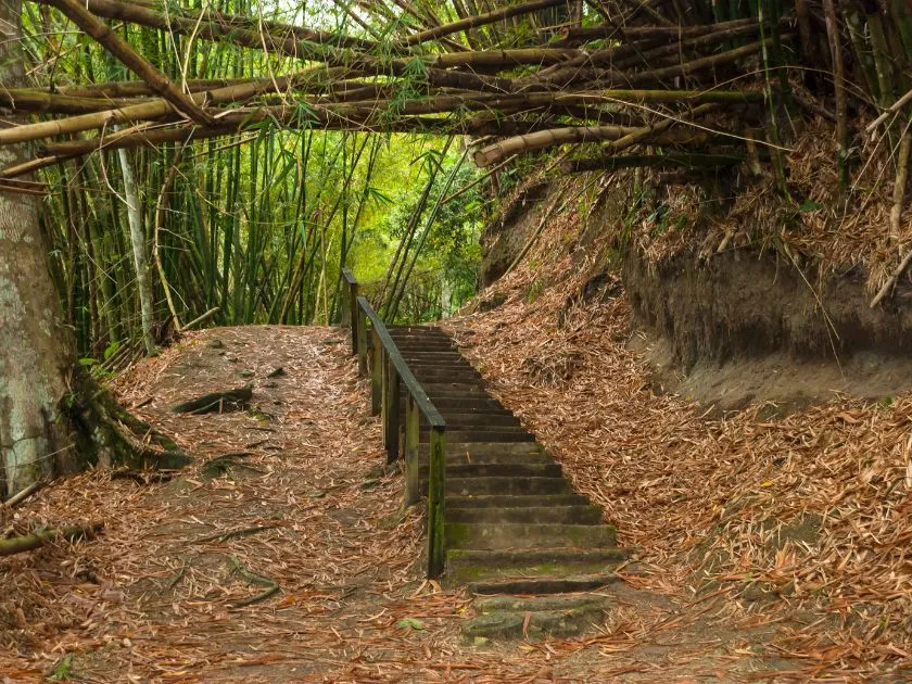 Roter Ibis, der Nationalvogel von Trinidad und Tobago, in seiner natürlichen Umgebung