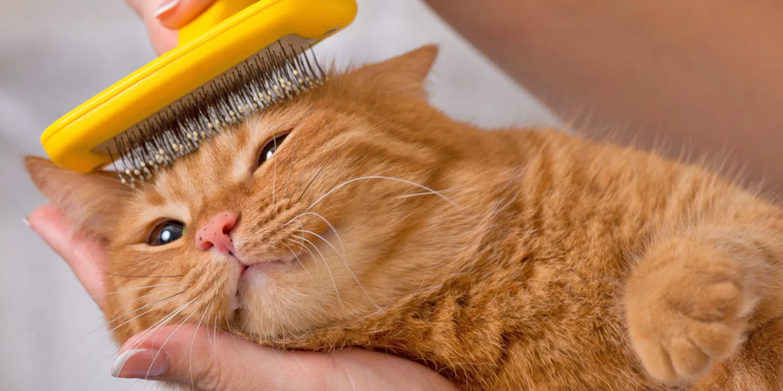 Sanfte Fellpflege einer Katze durch Bürsten, wichtig für die Gesundheit und Bindung