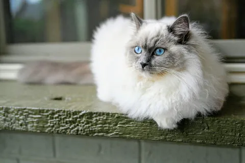 Sanfte Ragdoll Katze mit blauem Augen und weichem Fell
