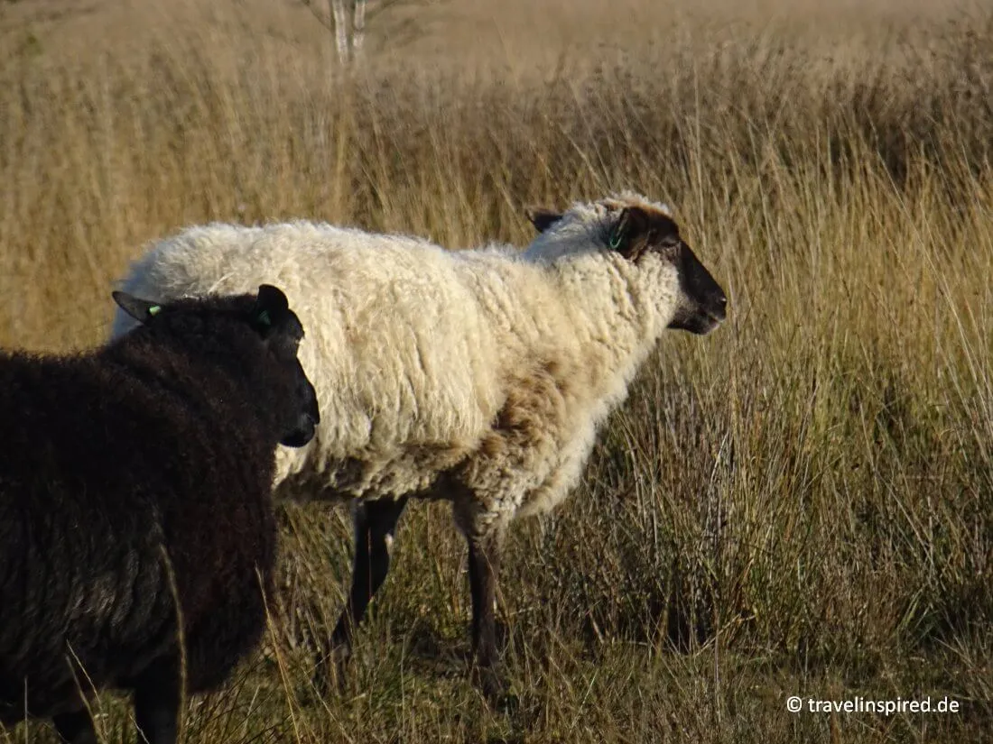 Schafe im Naturpark Moor-Veenland