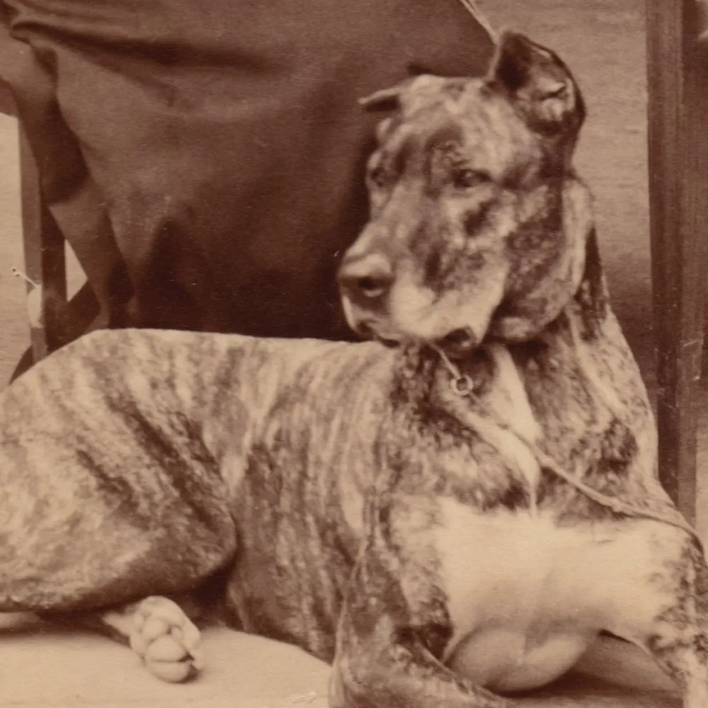 Scherzhafte Bildunterschrift: &quot;Ich esse Drachen zum Frühstück&quot;