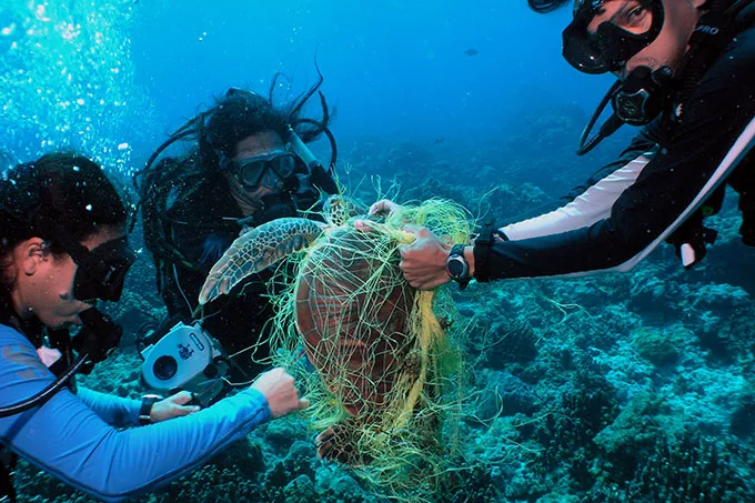 Schildkröte verfangen in einem Geisternetz - Symbolbild für die Bedrohung durch Plastikmüll im Meer