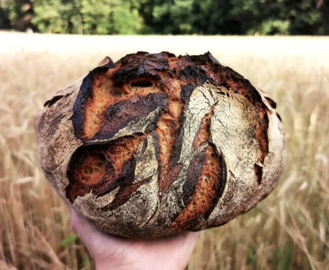 Schnittbild eines Brotes mit Joghurtkruste, die innen saftig und außen kross ist, Kerntemperaturmessung
